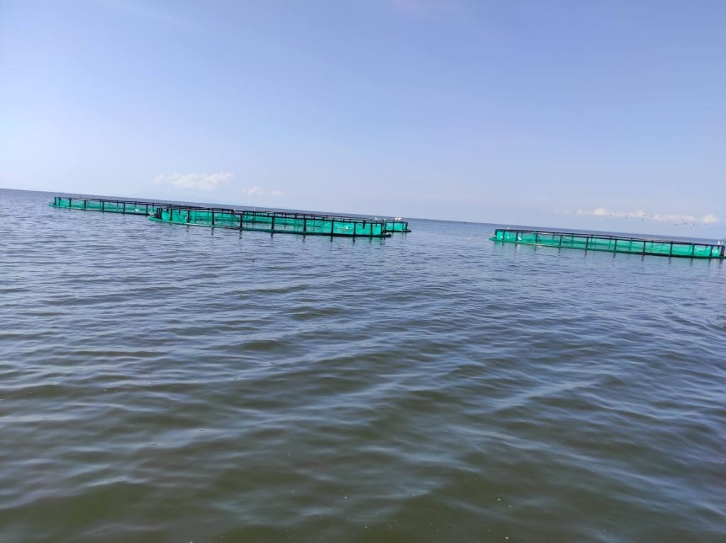 fish_farm_management